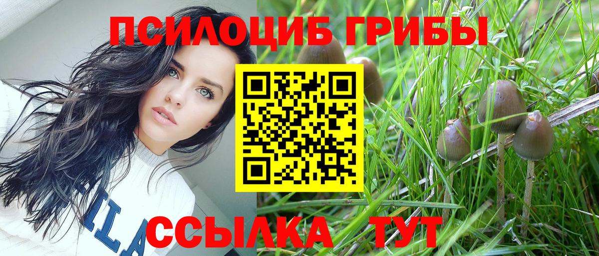 Кропоткин  Псилоцибиновые грибы Psilocybine cubensis  Вход с VPN 